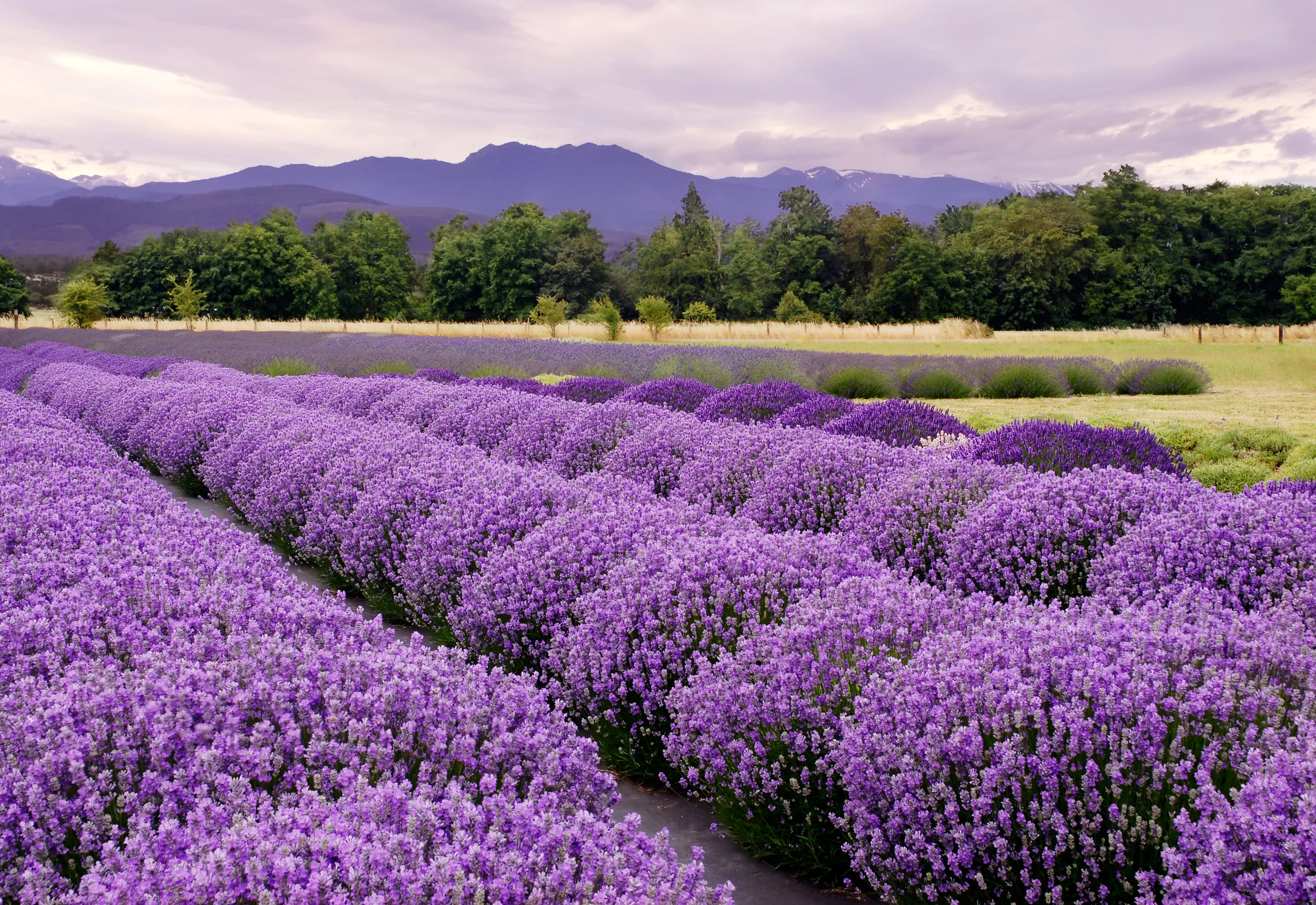 Sequim, Washington